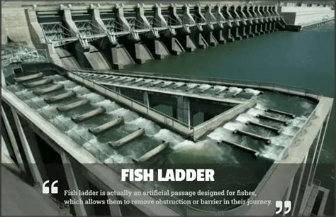 Fish Ladder: Properties & Types of Fishways (7 types)