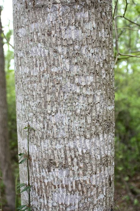 Tulip Poplar Tree Bark