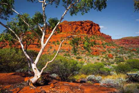 Aussie Outback stock photo. Image of summer, australian - 114021962