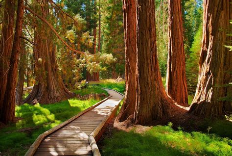 The 20 Most Beautiful Forests In America | Beautiful forest, National ...