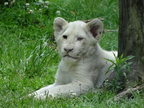 Baby white lion by cindosh on DeviantArt