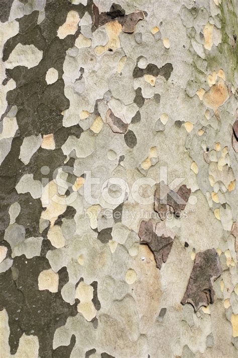 Patchwork In London Plane Tree Bark Stock Photo | Royalty-Free | FreeImages