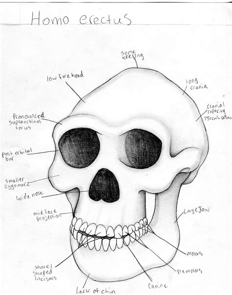 Homo erectus by VGfaery on DeviantArt