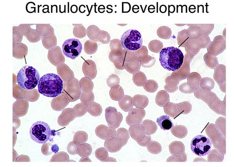 Granulocytes Development (Blood) Diagram | Quizlet