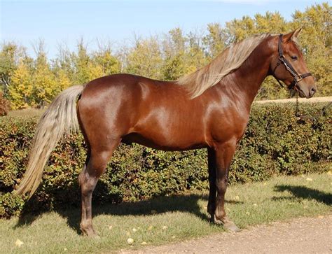 New Forest Pony - bright bay with a silver mane? Barrel Racing Saddles ...