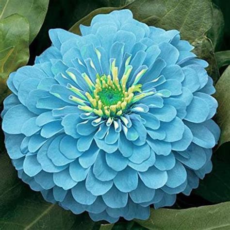 Graines de Zinnia Bleue Zinnia haageana Graines de Zinnia - Etsy France