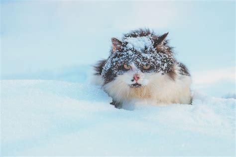 These Adorable Photos of Baby Animals in the Snow Will Brighten Your Day | Snow animals, Excited ...