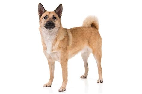 Norwegian Buhund Dog Breed Information