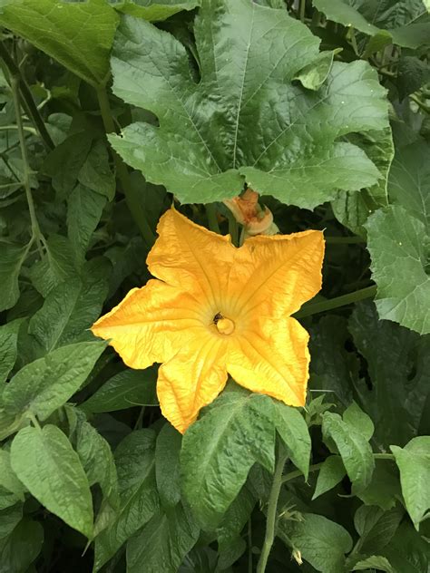 Squash flower Bouchard's garden (2017) | Squash flowers, Plant painting, Squash plant