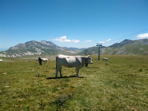 Cow,livestock,landscape,pasture,nature - free image from needpix.com