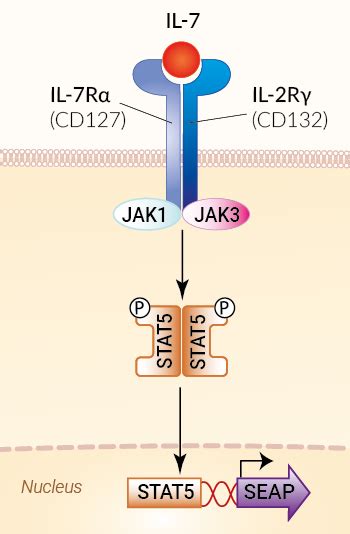 IL-7 reporter cells | IL-7 cell-based assay | InvivoGen