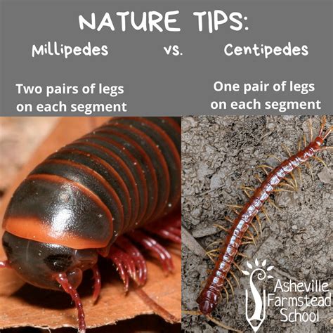 Millipede Vs Centipede