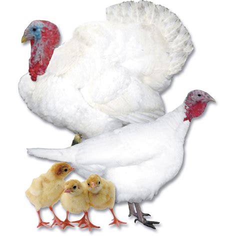 Broad Breasted White Turkey Hatching Eggs 15 Pack | Strombergs Chicks ...