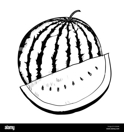 Hand drawing of Watermelon on white background. Black and White Stock Vector Art & Illustration ...