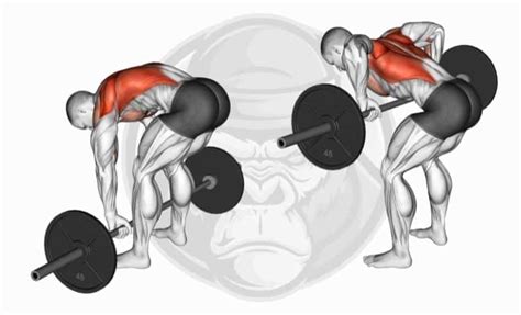 The 10 Best Lat Exercises (Updated 2023) - Jacked Gorilla