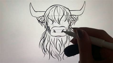 Highland Cow Drawing Step By Step