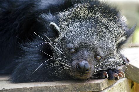 Binturong [IMAGE] | EurekAlert! Science News Releases