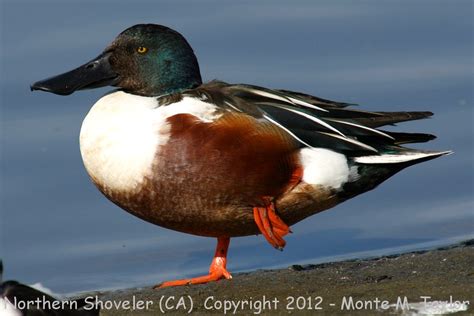 Northern Shoveler