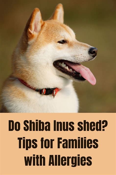 In other words – yes, Shiba Inu dogs shed. Like any other dog breed ...