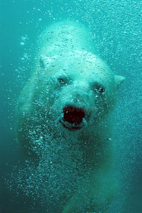 Cute polar bear underwater stock photo. Image of closeups - 11753980