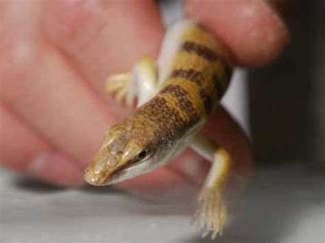 Sandfish lizard motion biomimicry used for robot development | RobAid