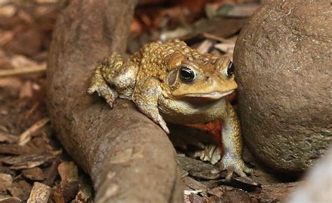 American Toad - Connecticut's Beardsley Zoo