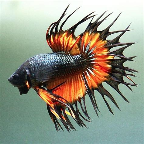 thefishmonger on Instagram: “King Crowntail Mustard Gas.. #betta # ...