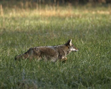 Pennsylvania Wildlife Photographer: Cades Cove Wildlife: The Past Revisited