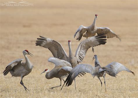 Communing With Sandhill Cranes - Mia McPherson's On The Wing Photography