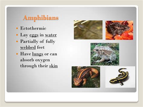 PPT - Animal Adaptations PowerPoint Presentation, free download - ID:2383050