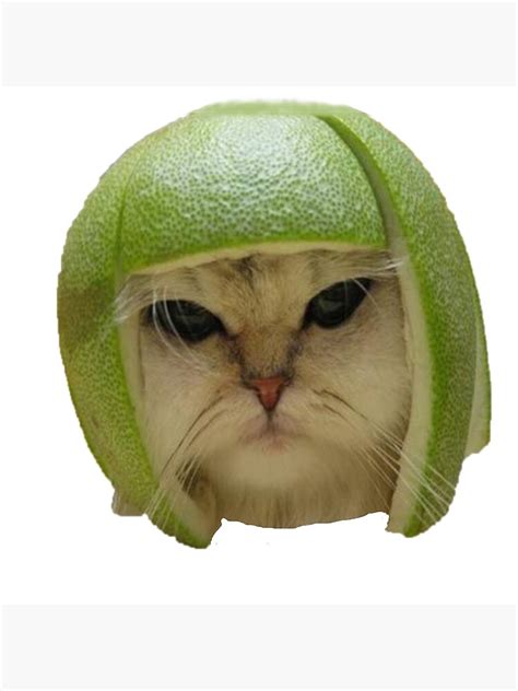 "Lime Cat | Funny Meme" Poster by memeology69 | Redbubble