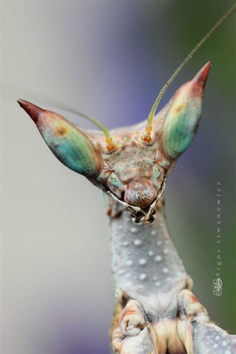 Rainbow Praying Mantis | Pin by Rachel Randolph on Entomology ...