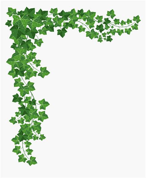 Vines Vector - Transparent Vine Clip Art, HD Png Download - kindpng