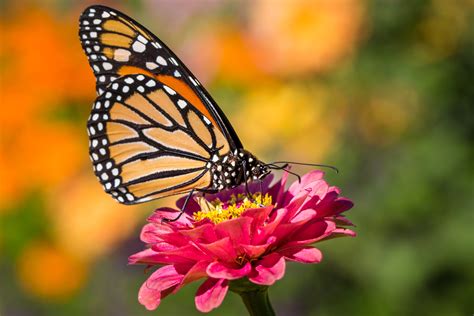 4K Monarch Butterfly Sfondi | Sfondo