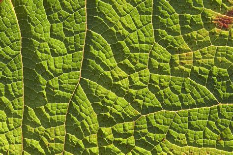 Leaf texture Free Photo Download | FreeImages