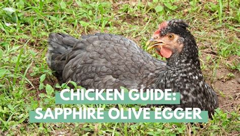 Chicken Guide: Sapphire Olive Egger - Eco Peanut