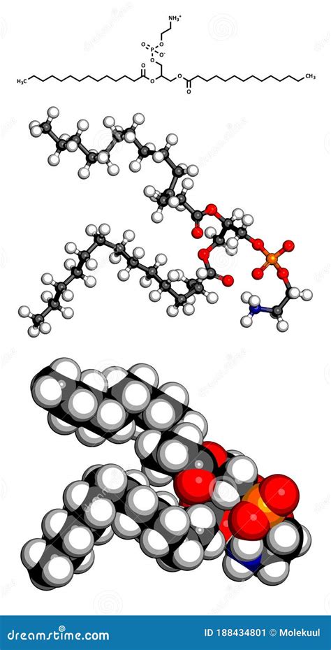 Phosphatidylethanolamine PE Cell Membrane Building Block Molecule ...