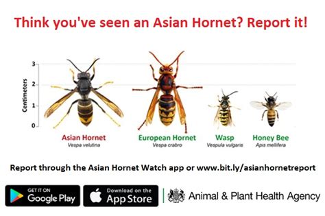 Hunting for the Asian hornet – APHA Science Blog