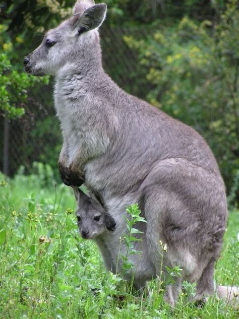 Baby Wallaroo Peeks Out of the Pouch - ZooBorns