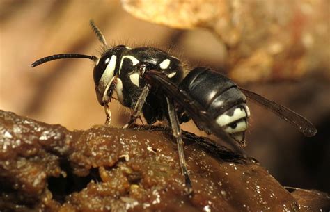 Are 'murder hornets' really as scary as they sound? | Natural History Museum