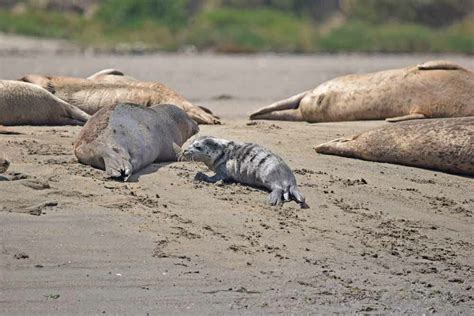 Harbor Seal Pupping Season is Here: Where to See Baby Seals & More ...