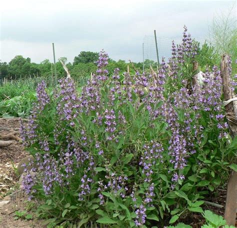 Sage Flowers Photo - Thuem Garden Plant