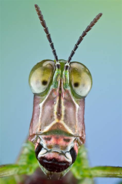 10 Most Amazing Insect Faces by Colin Hutton