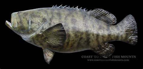 Jewfish Fish Mount and Fish Replicas | Coast-to-Coast