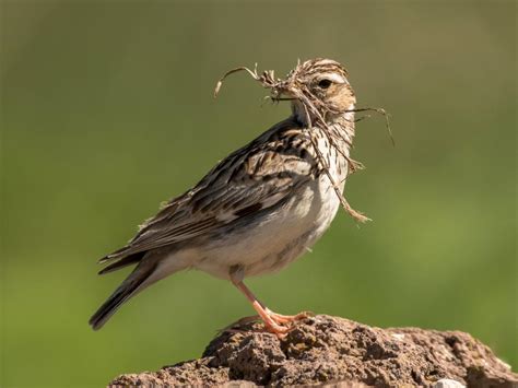 Woodlark Bird Facts (Lullula arborea) | Birdfact