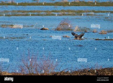 White Tailed Eagle Stock Photo - Alamy