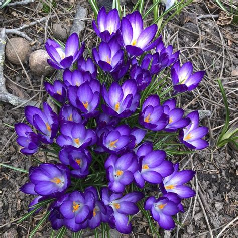 Crocus flowers | Crocus flower, Crocus, Flowers