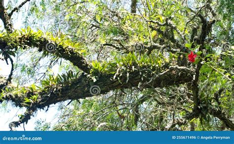 Bromeliads and Epiphytes on a Tree Stock Photo - Image of green ...