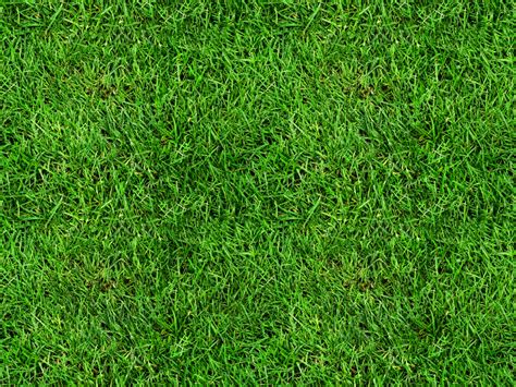 Grass texture seamless - mintwest