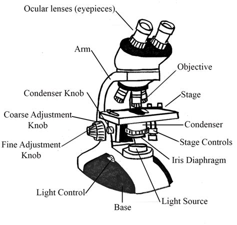 [DIAGRAM] Helpful Diagram Of A Microbe - MYDIAGRAM.ONLINE